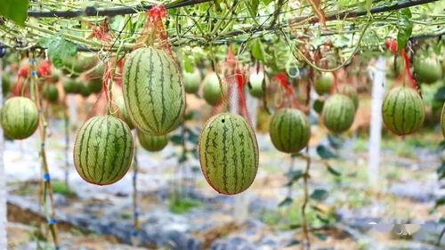 华立湖吃瓜,揭秘湖畔生活百态